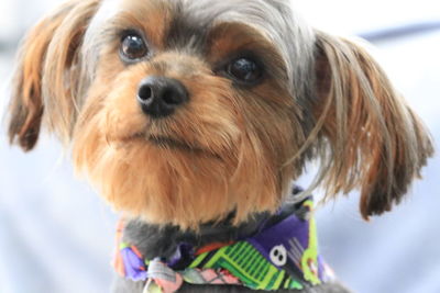 Close-up portrait of a dog