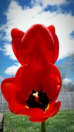 Close-up of red flowers