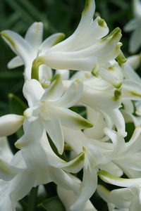 Close-up of white flowering plant in park