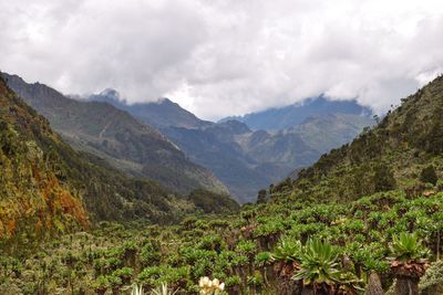 Giant groundsels - dendrosenecio adnivalis growing in the wild  in the rwenzori mountains, uganda