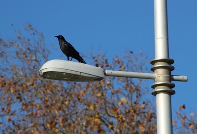 Bird perching on railing