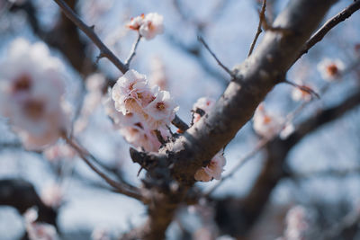 Close-up of cherry blossom on tree during winter