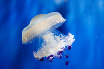 Close-up of jellyfish swimming in sea