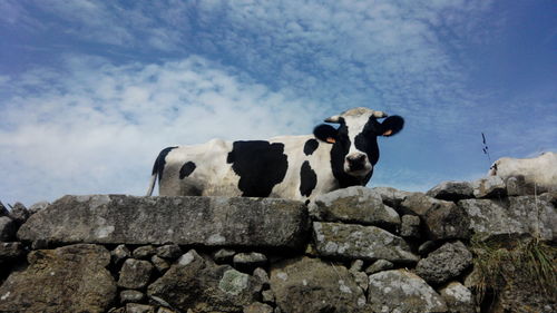 Low angle view of sheep against sky