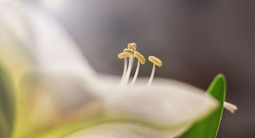 Close-up of grasshopper