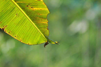 Banana leaf green blur background