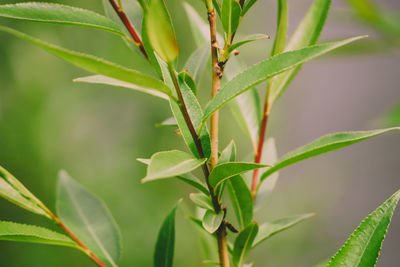 Close-up of fresh green leaves