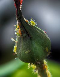 Close-up of insect on plant