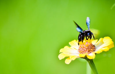 Close-up of bee on flower