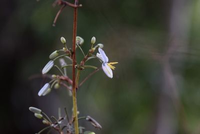 Close-up of flowering plant