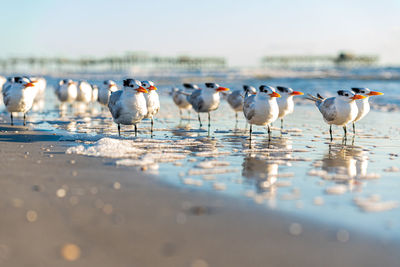 Flock of seagulls on beach