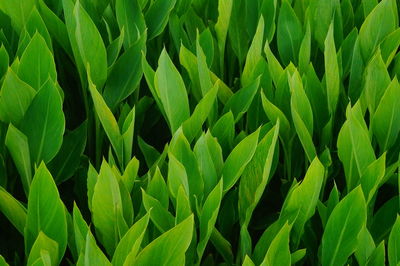 Full frame shot of fresh green field