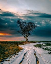 Tree on field against sky during sunset