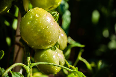 Close-up of wet fruit on plant