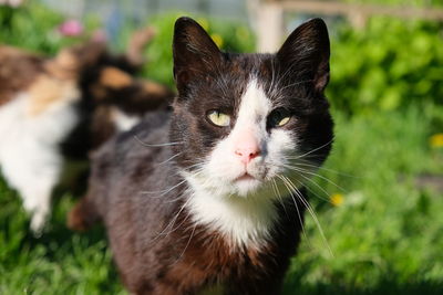 Close-up portrait of a cat