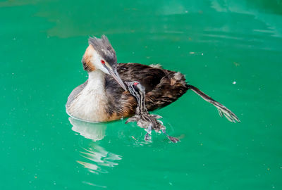 Close-up of duck swimming in lake