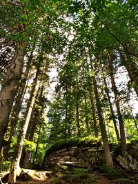 Low angle view of trees in forest