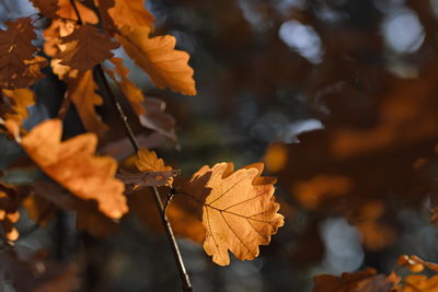 Close-up of maple leaves against blurred background