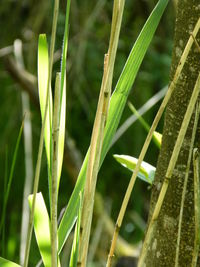 Close-up of bamboo plant on field