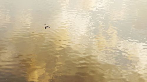 High angle view of birds swimming in lake