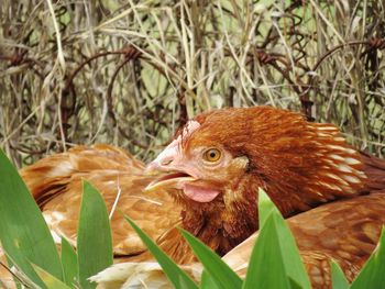 Close-up of a bird