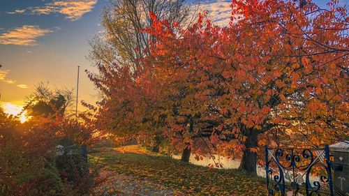 Trees by road against sky during autumn