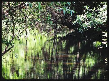 Reflection of trees in lake