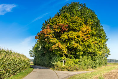 Trees growing on field by road against sky