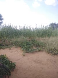 Scenic view of field against sky