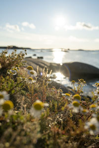 Close-up of plants on beach against sky