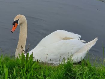 Swan swimming in lake