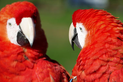 Close-up of birds