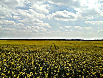 Scenic view of oilseed rape field against sky