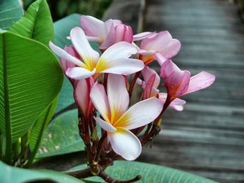 Close-up of frangipani blooming outdoors