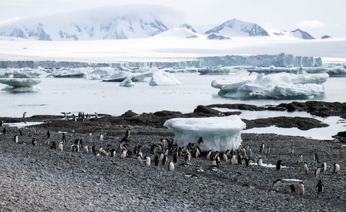 Gentoo penguins in antarctica
