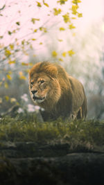 Lion walking on the grass