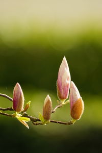 Close-up of pink flower buds