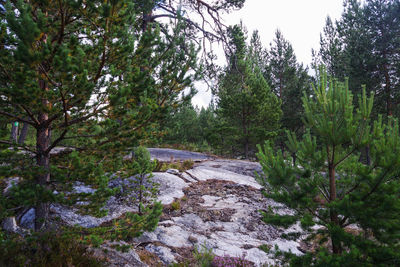 Scenic view of trees in forest against sky