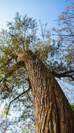 Low angle view of tree against sky