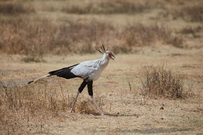 Bird flying in a field