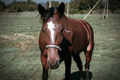 Horse standing in ranch