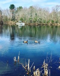 Ducks swimming in lake