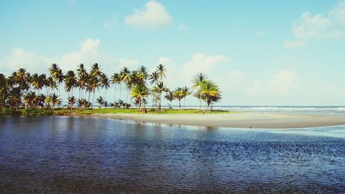 Palm trees on beach against sky