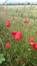 Poppies growing on grassy field