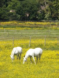 Sheep grazing on field