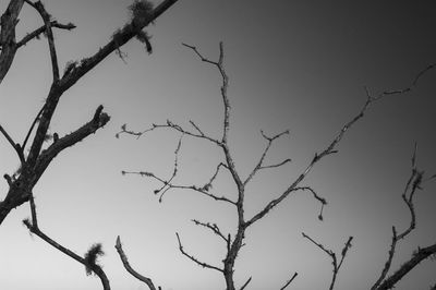 Low angle view of bare tree against sky