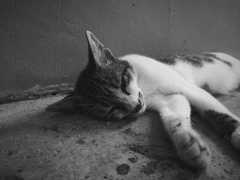 Close-up of a stray cat sleeping