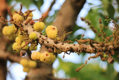 Close-up of fruits on tree