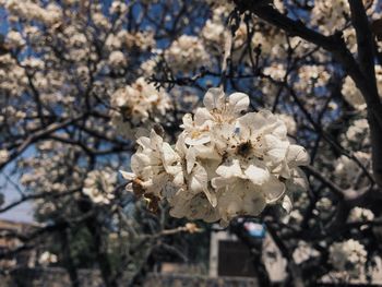 Close-up of cherry blossoms