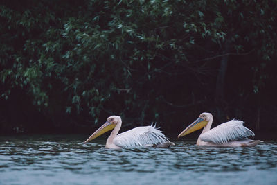 Swans swimming in lake